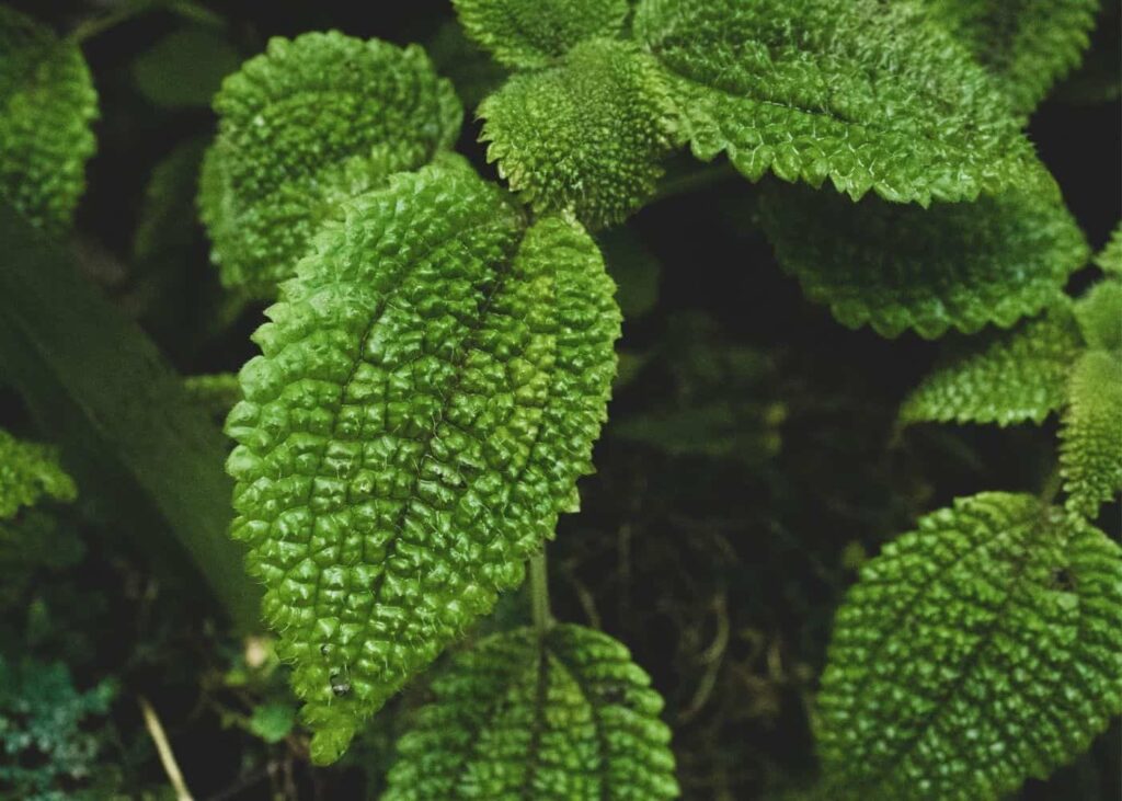 Biljka prijateljstva (Pileu Involucrata) - Vodič za njegu i uzgoj 3 Friendship Vodic za njegu biljaka i uzgoj sobnih biljaka22222222224