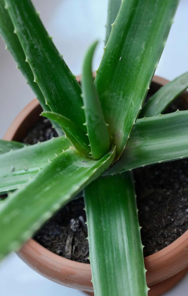 Kako razmnožavati aloe veru 4 Kako razmnozavati aloju0222222222211