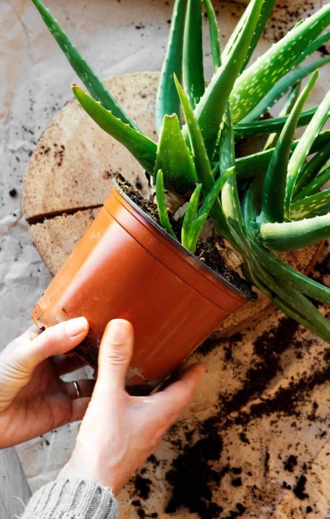 Kako razmnožavati aloe veru 3 Kako razmnozavati aloju0222222222213