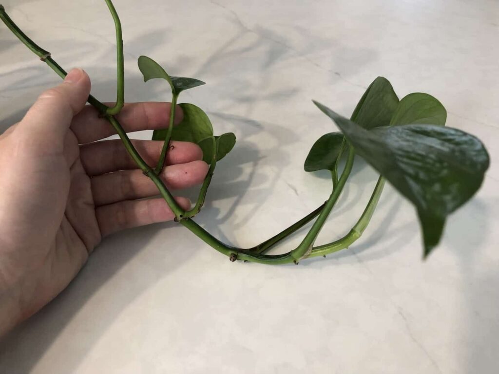 Kako razmnožavati pothos 2 Kako razmnozavati pothos osnove32132132113