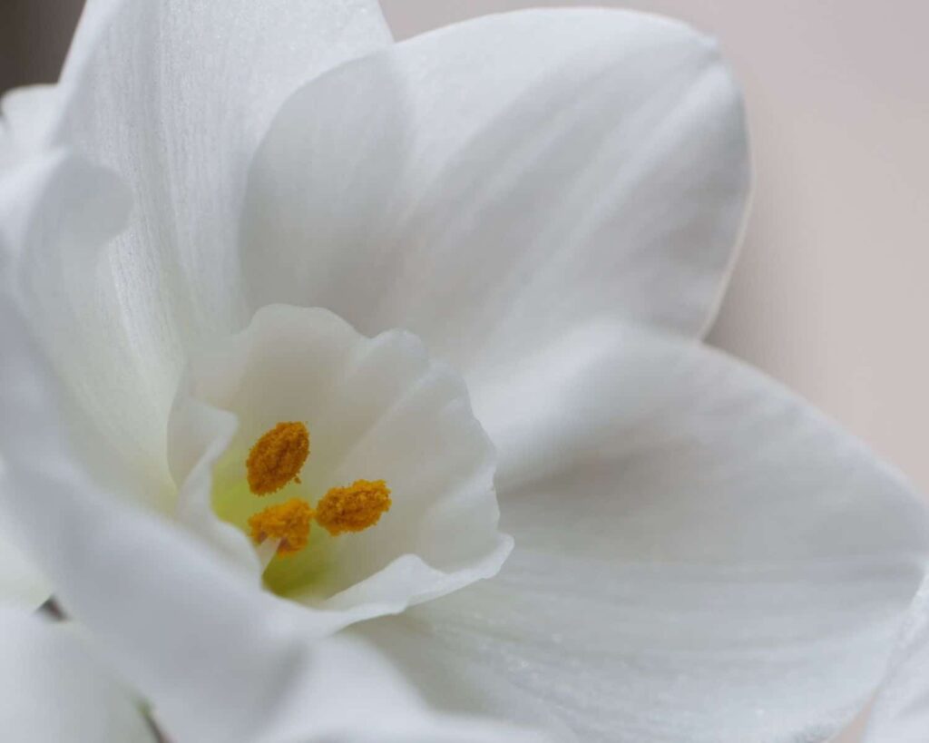 Božićni narcisi (Paperwhite Ziva): čisto bijelo zimsko cvijeće 6 Paperwhite Ziva cisto bijelo zimsko cvjetanje1111111110