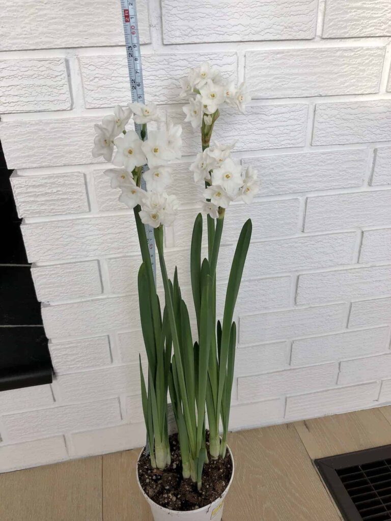Božićni narcisi (Paperwhite Ziva): čisto bijelo zimsko cvijeće 5 Paperwhite Ziva cisto bijelo zimsko cvjetanje888888884