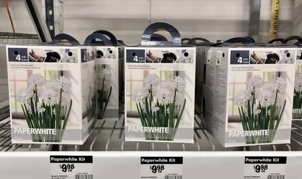 Božićni narcisi (Paperwhite Ziva): čisto bijelo zimsko cvijeće 2 Paperwhite Ziva cisto bijelo zimsko cvjetanje888888888