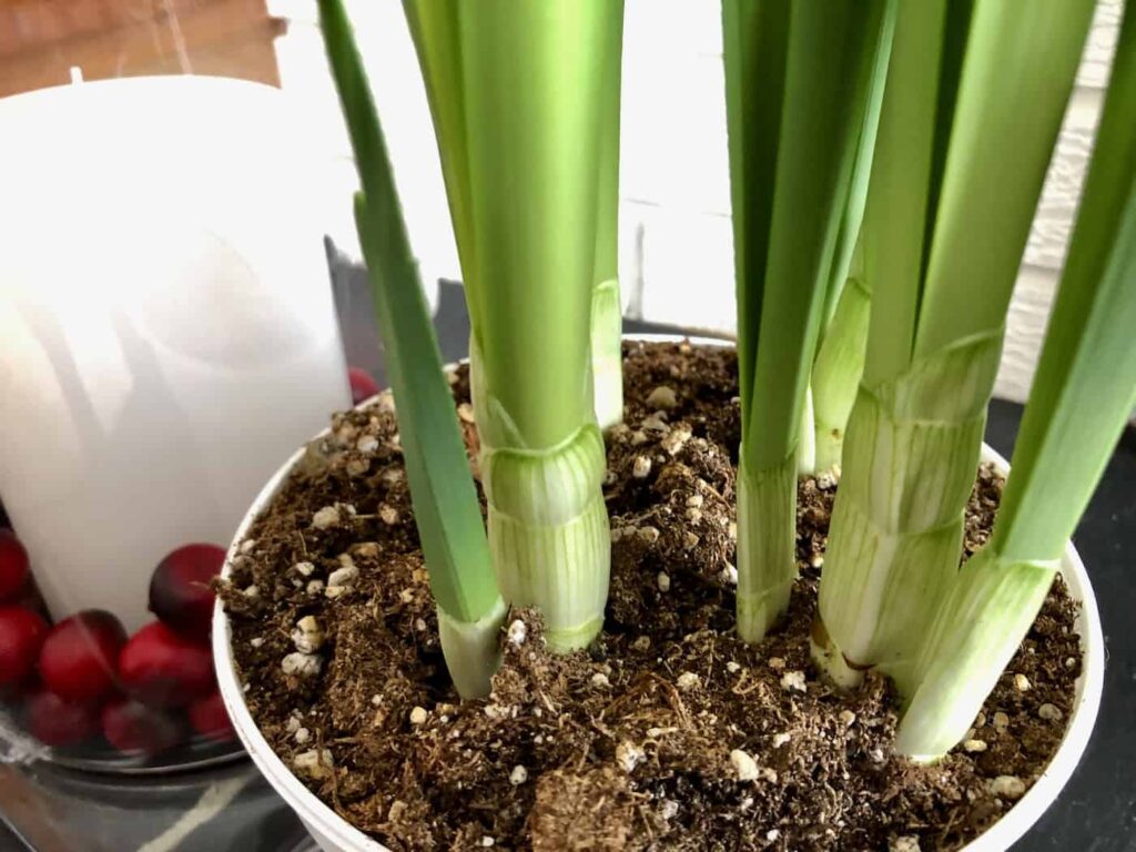 Paperwhites za Božić: uzgoj bijelog blagdanskog cvijeta 5 Paperwhites za Bozic uzgoj bijelog blagdanskog cvjetanja888888882