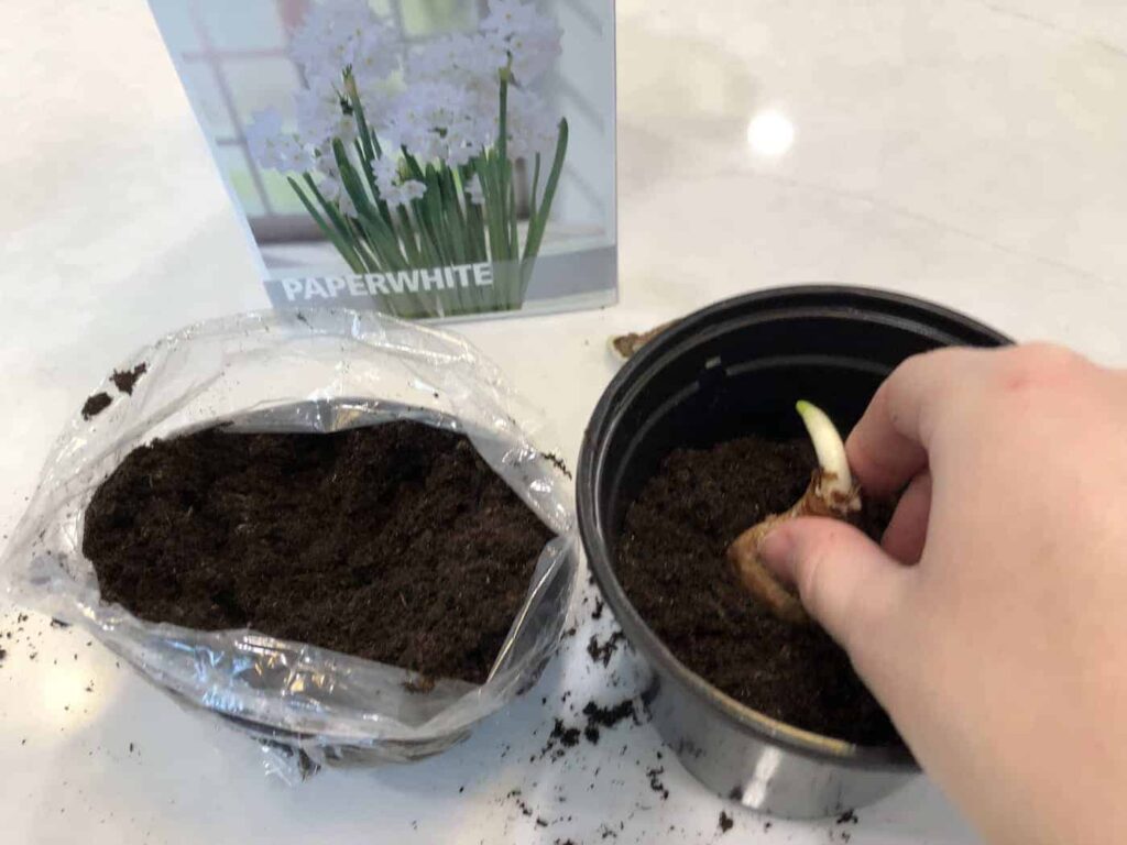 Paperwhites za Božić: uzgoj bijelog blagdanskog cvijeta 3 Paperwhites za Bozic uzgoj bijelog blagdanskog cvjetanja888888884