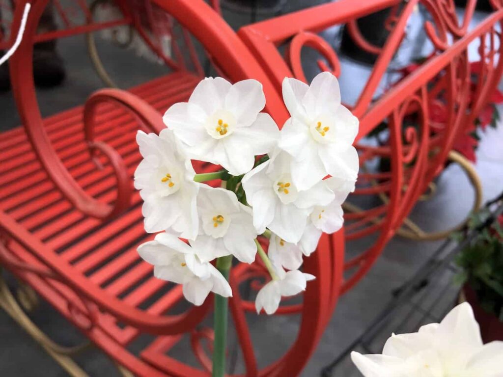 Paperwhites za Bozic uzgoj bijelog blagdanskog cvjetanja888888885