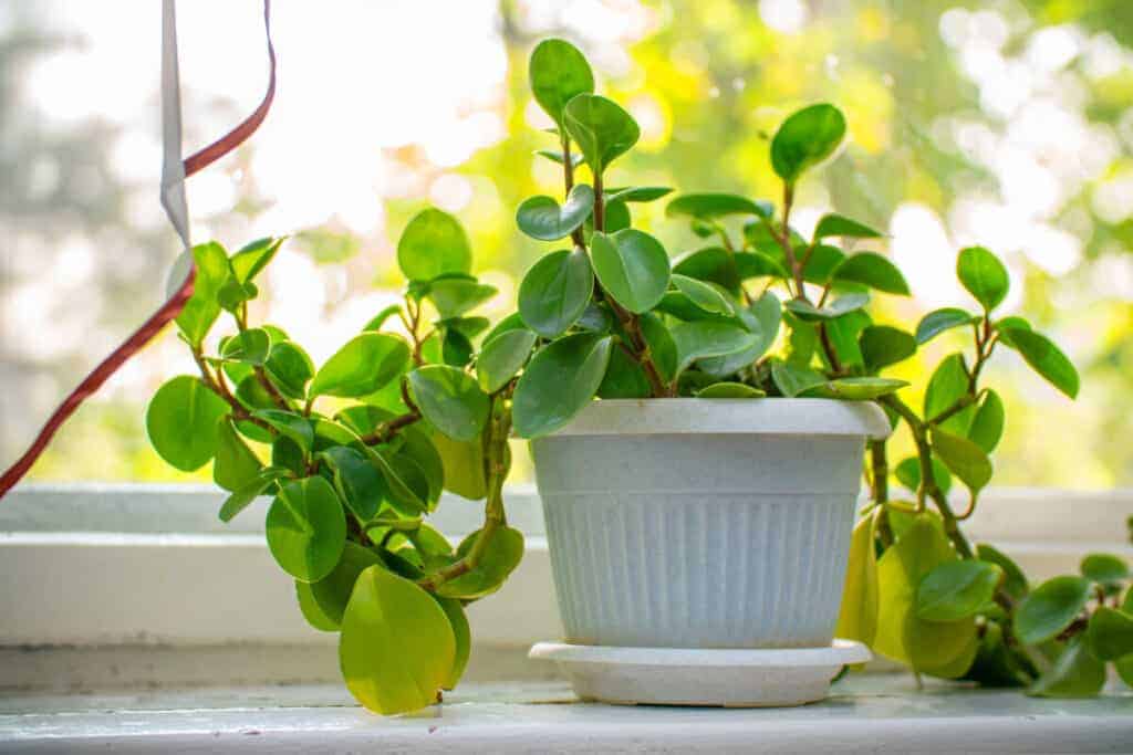 Peperomia Hope: sobna biljka koja se lako uzgaja 2 Peperomia Hope socna sobna biljka koja se lako vuce1414141411