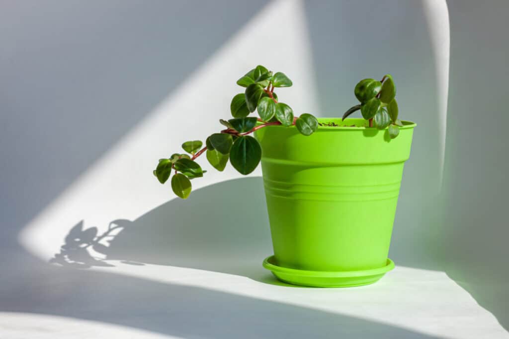 Peperomia Hope: sobna biljka koja se lako uzgaja 3 Peperomia Hope socna sobna biljka koja se lako vuce1414141412
