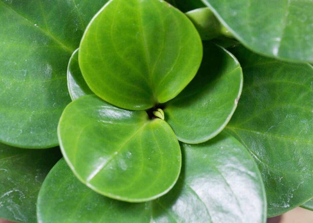 Peperomija obtusifolia: sobna biljka s niskim zahtjevima za održavanjem 4 Peperomia obtusifolia socna sobna biljka s niskim zahtjevima za odrzavanjem1313131318