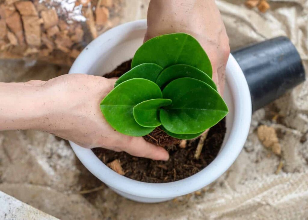 Peperomija obtusifolia: sobna biljka s niskim zahtjevima za održavanjem 3 Peperomia obtusifolia socna sobna biljka s niskim zahtjevima za odrzavanjem1313131319