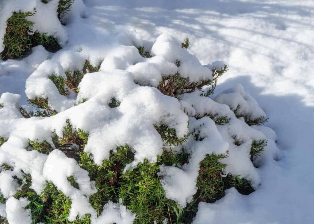 Ruzmarin zimi njega biljaka tijekom niskih temperatura55555555512