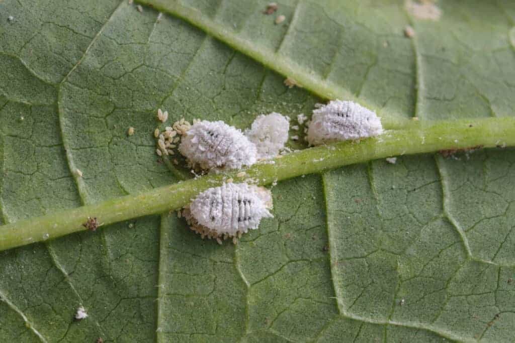 Svedski brsljan Vodic za njegu biljaka Plectranthus Verticillatus21421421411