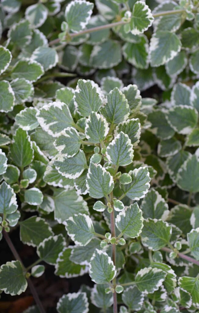 Švedski bršljan - Vodič za njegu Plectranthus Verticillatusa 3 Svedski brsljan Vodic za njegu biljaka Plectranthus Verticillatus21421421412