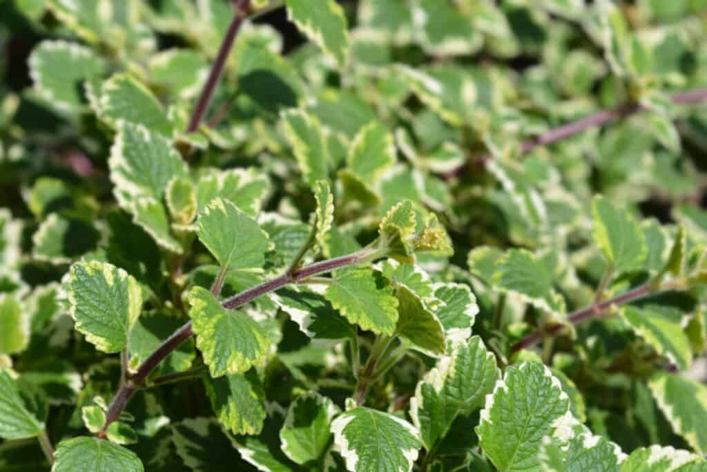 Švedski bršljan - Vodič za njegu Plectranthus Verticillatusa 2 Svedski brsljan Vodic za njegu biljaka Plectranthus Verticillatus21421421414
