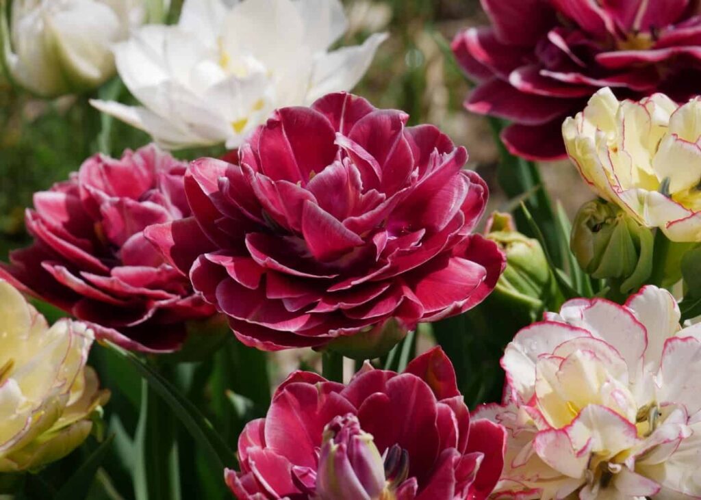 Guide des tulipes doubles Tulipes pivoines moelleuses202020202027