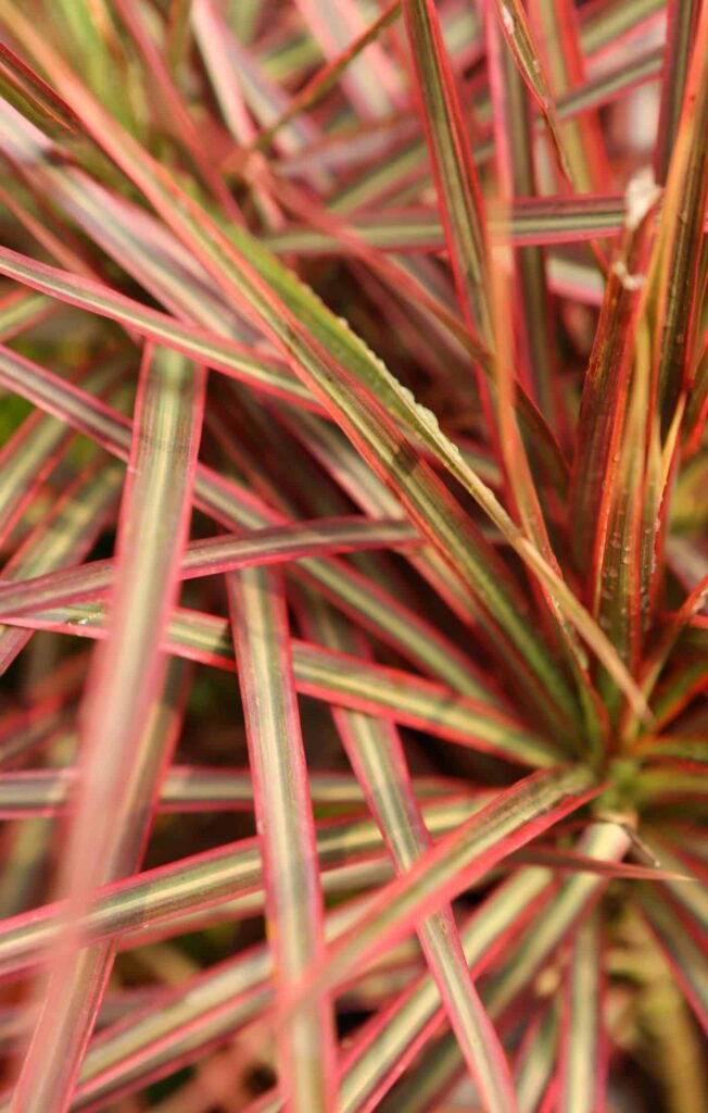 Vodič za njegu i uzgoj Dracaene Marginate 2 Vodic za njegu i uzgoj biljaka Dracaena Marginata111111111144