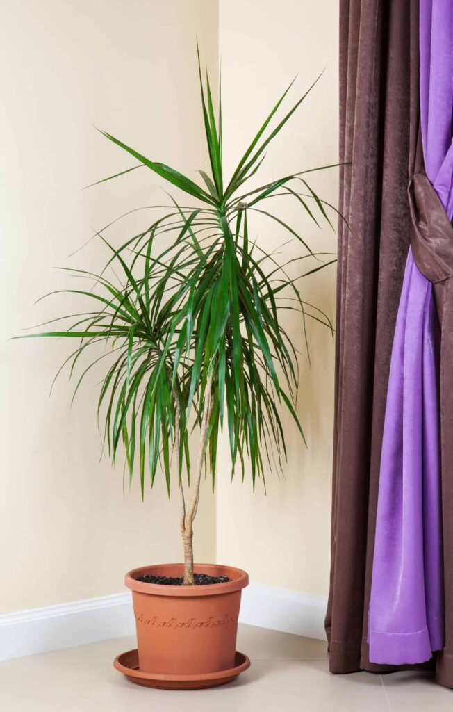Vodič za njegu i uzgoj Dracaene Marginate 3 Vodic za njegu i uzgoj biljaka Dracaena Marginata111111111146
