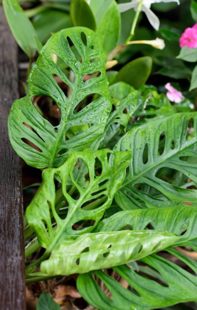 Vodič za njegu i uzgoj biljaka Monstera Obliqua 2 Vodic za njegu i uzgoj biljaka Monstera Obliqua111111111137