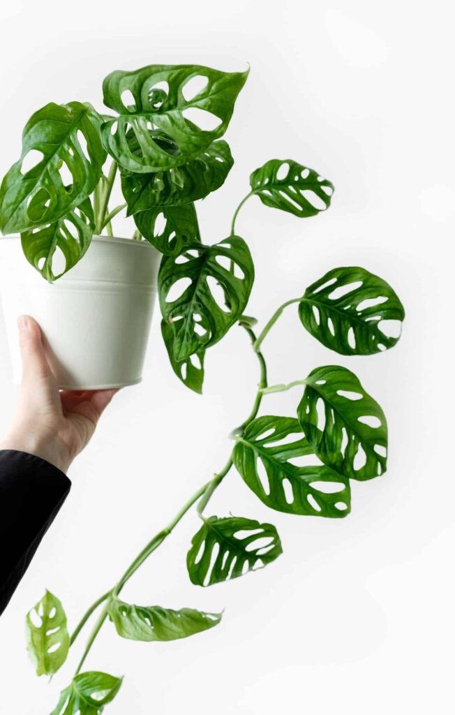 Vodič za njegu i uzgoj biljaka Monstera Obliqua 3 Vodic za njegu i uzgoj biljaka Monstera Obliqua111111111138