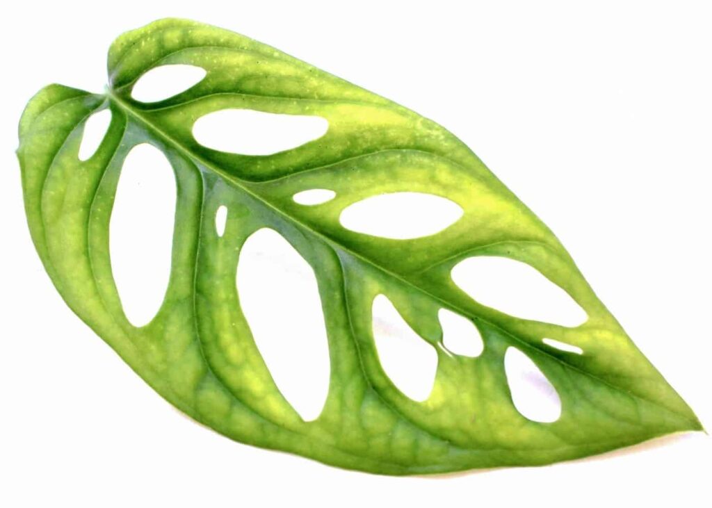 Vodič za njegu i uzgoj biljaka Monstera Obliqua 5 Vodic za njegu i uzgoj biljaka Monstera Obliqua111111111140