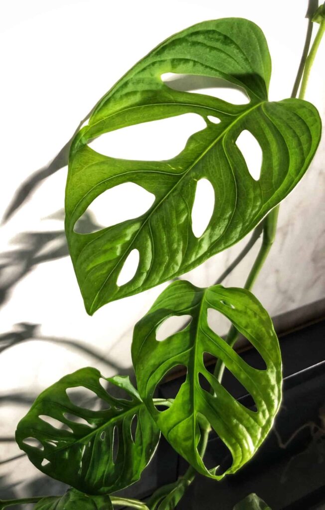 Vodič za njegu i uzgoj biljaka Monstera Obliqua 6 Vodic za njegu i uzgoj biljaka Monstera Obliqua111111111141