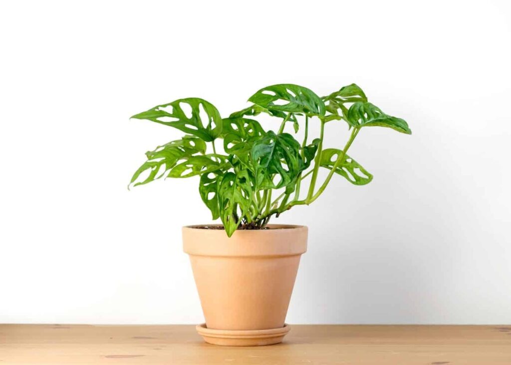 Vodič za njegu i uzgoj biljaka Monstera Obliqua 7 Vodic za njegu i uzgoj biljaka Monstera Obliqua111111111142