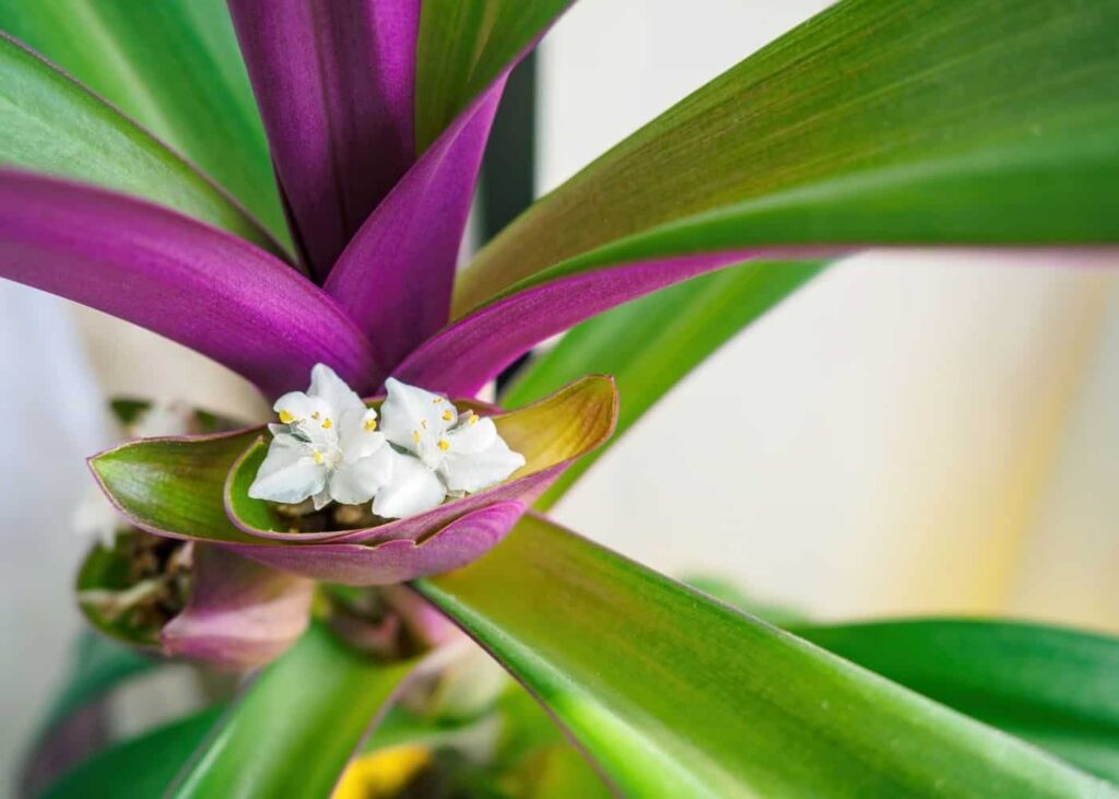 Vodič za njegu i uzgoj Tradescantie Spathace 3 Vodic za njegu i uzgoj biljaka Tradescantia Spathacea111111111148 1