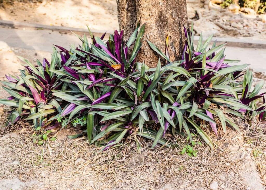 Vodič za njegu i uzgoj Tradescantie Spathace 4 Vodic za njegu i uzgoj biljaka Tradescantia Spathacea111111111149