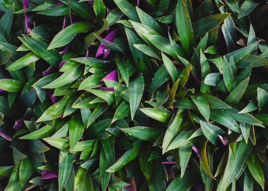 Vodič za njegu i uzgoj Tradescantie Spathace 5 Vodic za njegu i uzgoj biljaka Tradescantia Spathacea111111111150