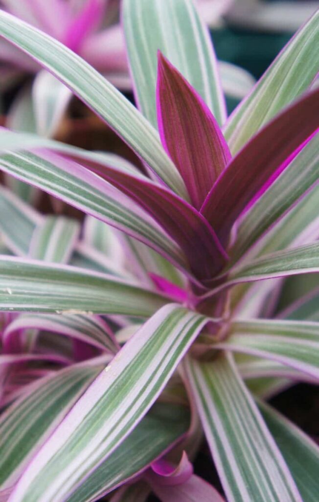 Vodič za njegu i uzgoj Tradescantie Spathace 6 Vodic za njegu i uzgoj biljaka Tradescantia Spathacea111111111151
