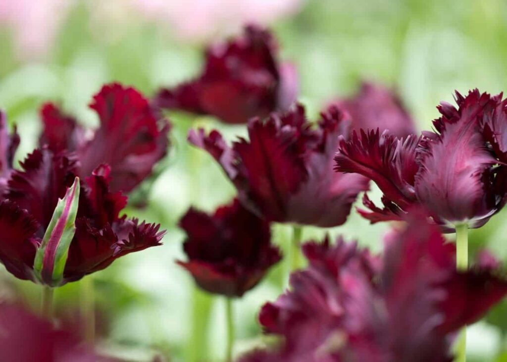 Guide pour tulipes perroquet variété spéciale avec sillons404040404014