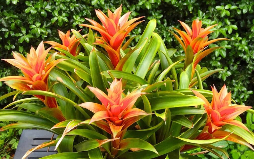 10 tropskih biljaka koje se lako uzgajaju u zatvorenom prostoru5231523113