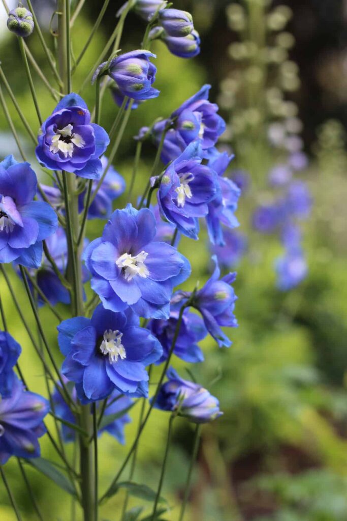 25 najboljih sorti plavog delphiniuma i kako ih uzgajati834554398714