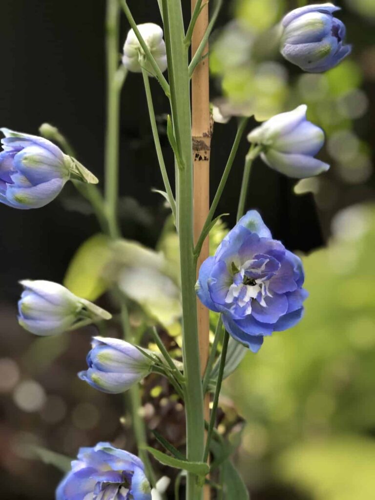 25 najboljih sorti plavog delphiniuma i kako ih uzgajati834554398718