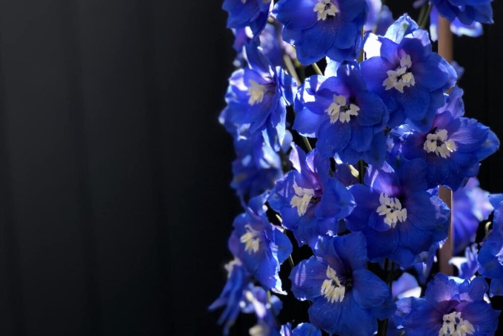 25 najboljih sorti plavog delphiniuma i kako ih uzgajati834554398719