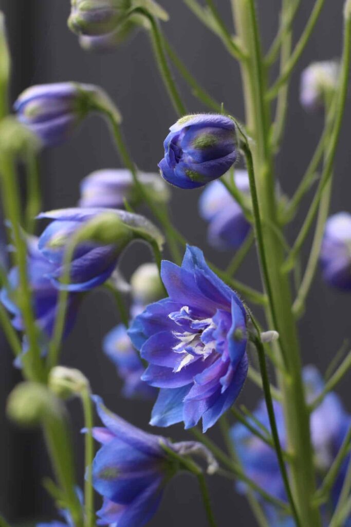 25 najboljih sorti plavog delphiniuma i kako ih uzgajati834554398720