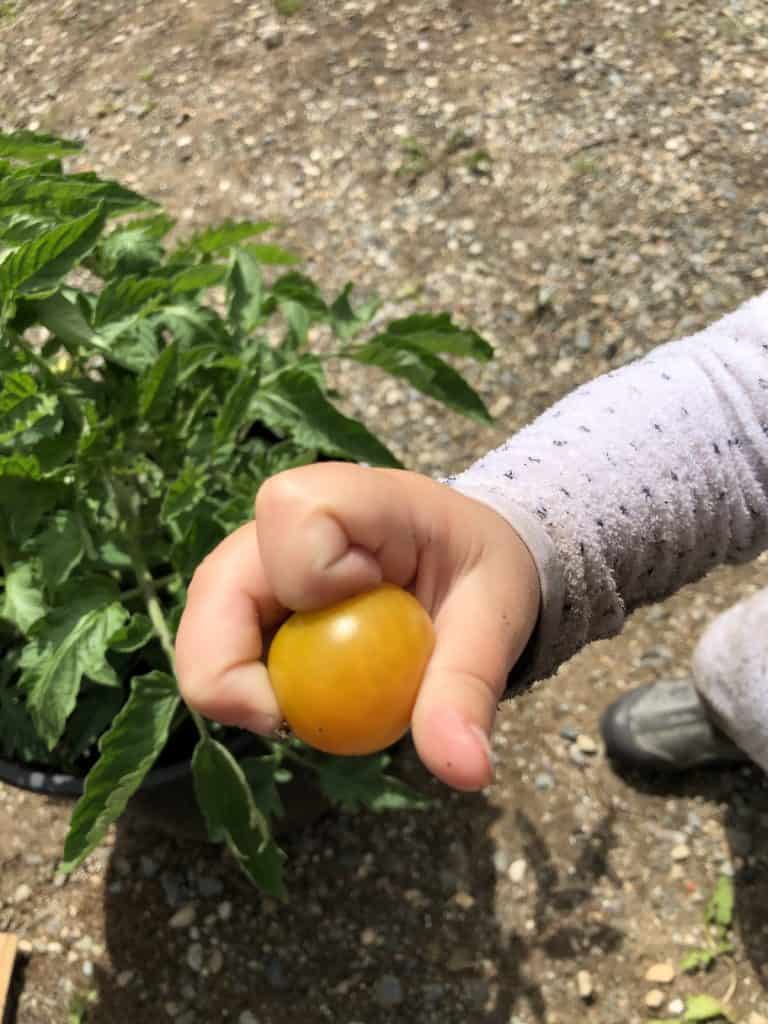Aktivnosti u vrtu za predškolsku djecu: Zabava i obrazovanje za malu djecu u vrtu 2 8 aktivnosti u vrtu za predskolsku djecu Zabava i obrazovanje za malu djecu u vrtu4389743598716