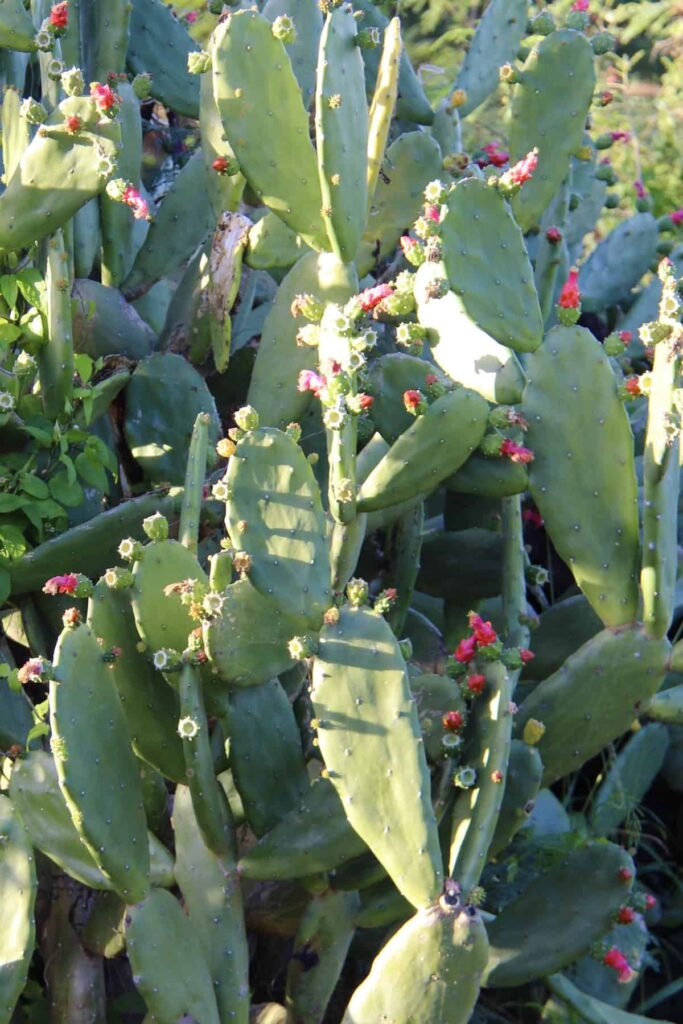 9 savjeta za uzgoj prekrasnog cvjetnog kaktusa4798438398711