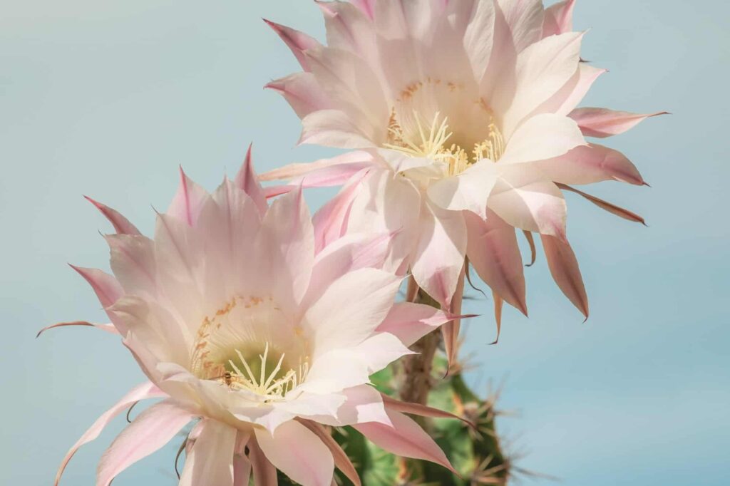 9 savjeta za uzgoj prekrasnog cvjetnog kaktusa4798438398712