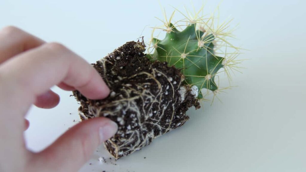 9 savjeta za uzgoj prekrasnog cvjetnog kaktusa4798438398714