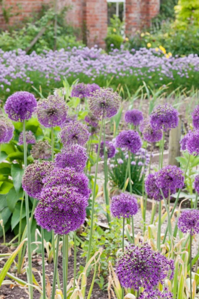 Allium: ukrasne lukovice za cvjetnjak s niskim zahtjevima za održavanjem 5 Allium ukrasne biljke luka za cvjetnjak s niskim zahtjevima za odrzavanjem754217542111