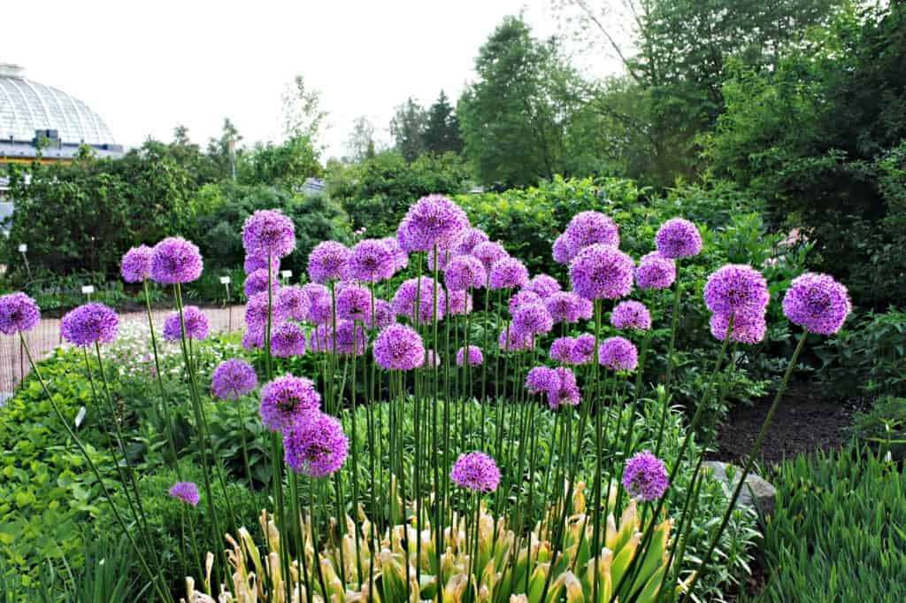 Allium: ukrasne lukovice za cvjetnjak s niskim zahtjevima za održavanjem 4 Allium ukrasne biljke luka za cvjetnjak s niskim zahtjevima za odrzavanjem754217542114