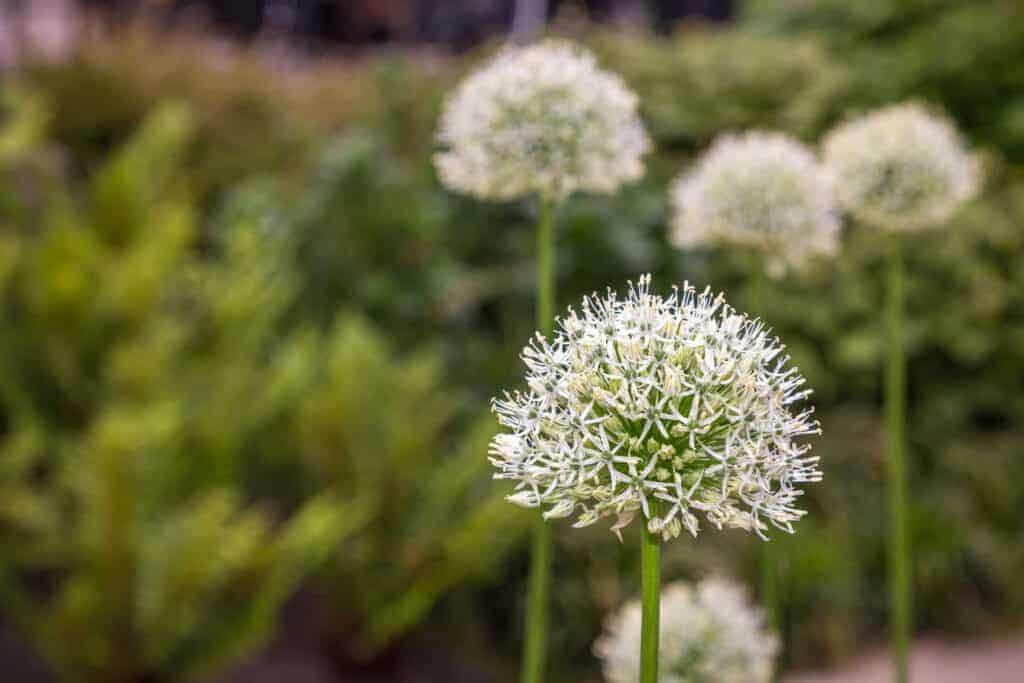 Allium ukrasne biljke luka za cvjetnjak s niskim zahtjevima za odrzavanjem754217542116