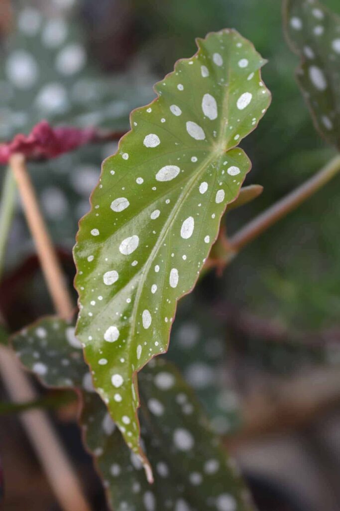 Begonia Maculata Vodic za begoniju na tockice845875412