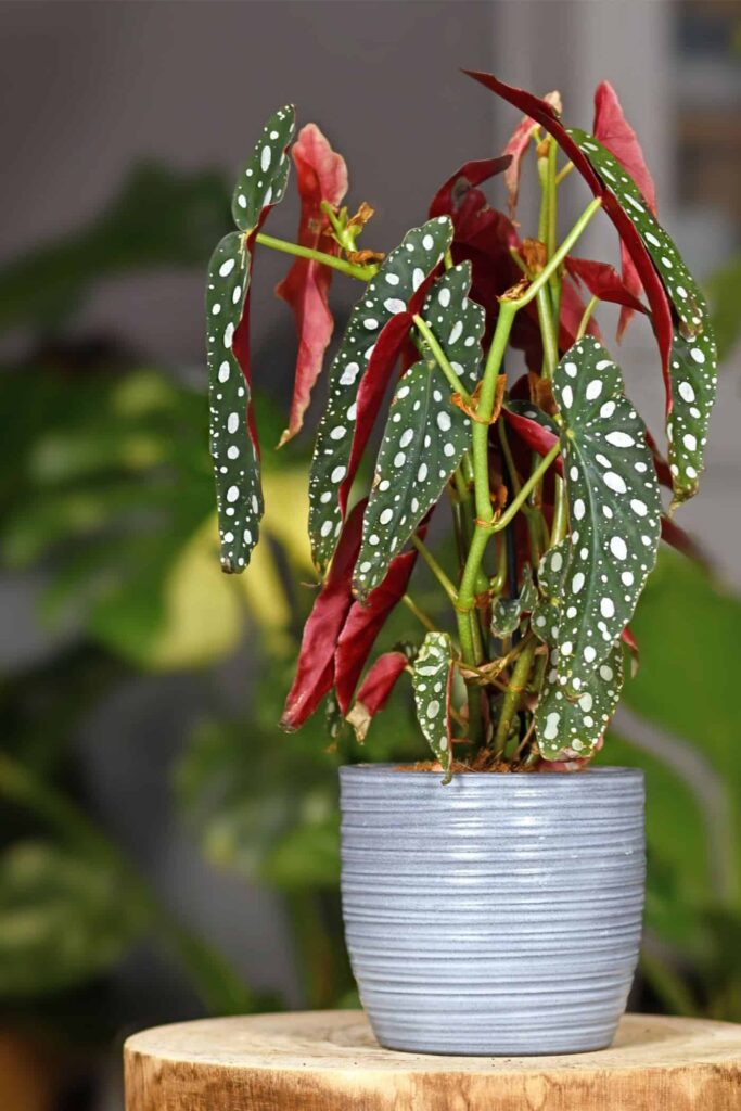 Begonia Maculata Vodic za begoniju na tockice845875413 1