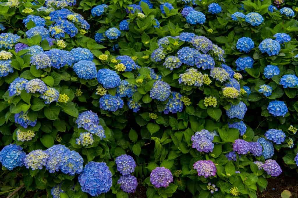 Bloomstruck Hydrangea Plava ruzicasta ljubicasta hortenzija koja mijenja boju35893589358911