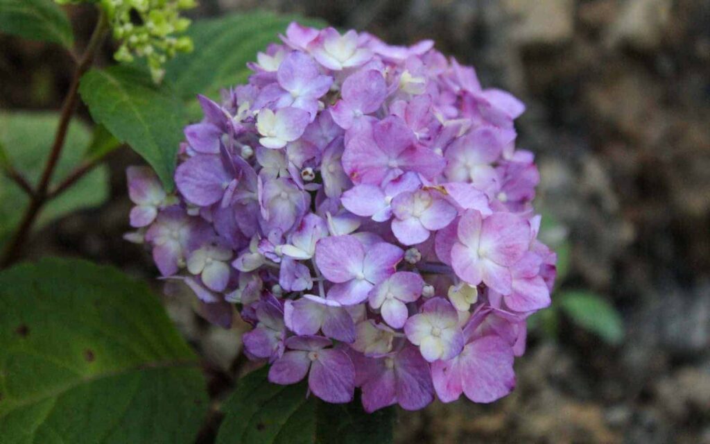 Bloomstruck Hydrangea Plava ruzicasta ljubicasta hortenzija koja mijenja boju35893589358912