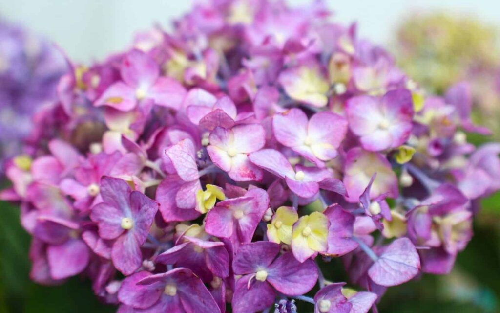Bloomstruck Hydrangea Plava ruzicasta ljubicasta hortenzija koja mijenja boju35893589358913