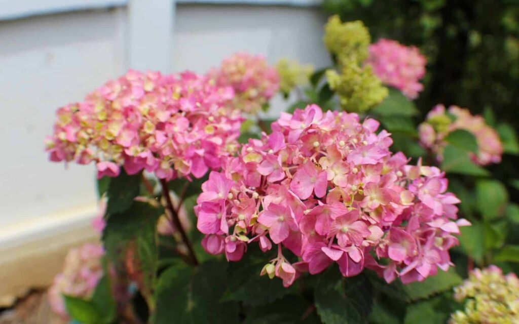 Bloomstruck Hydrangea Plava ruzicasta ljubicasta hortenzija koja mijenja boju35893589358915 1