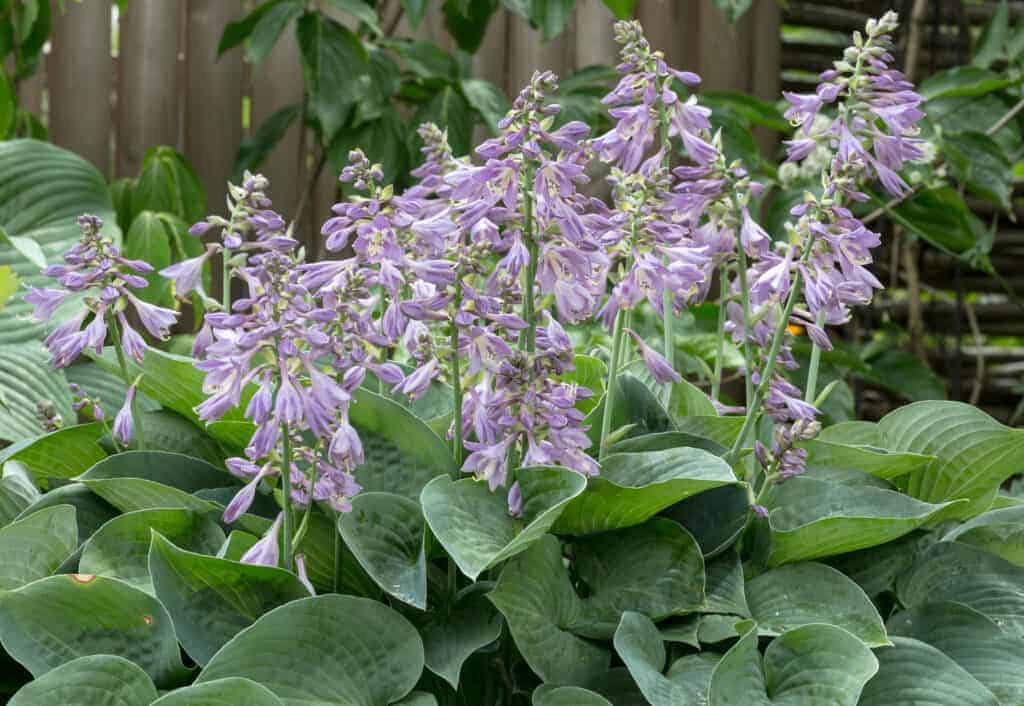 Blue Mouse Ears Hosta Minijaturna sivo plava sorta87575847911